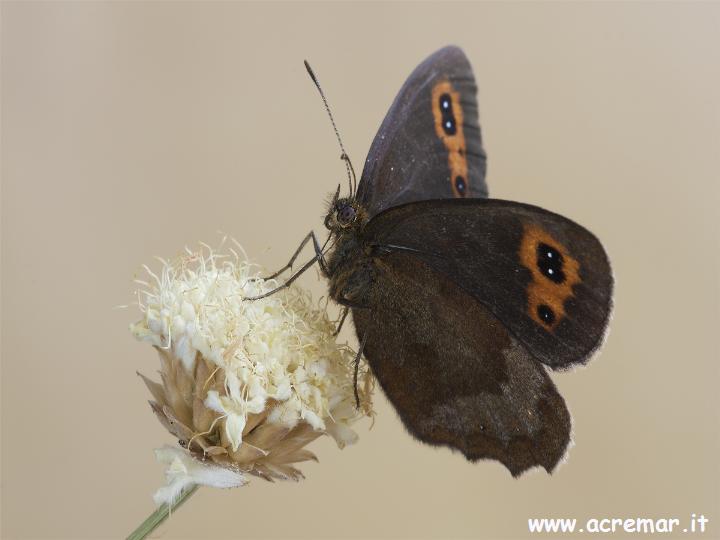 Erebia aethiops